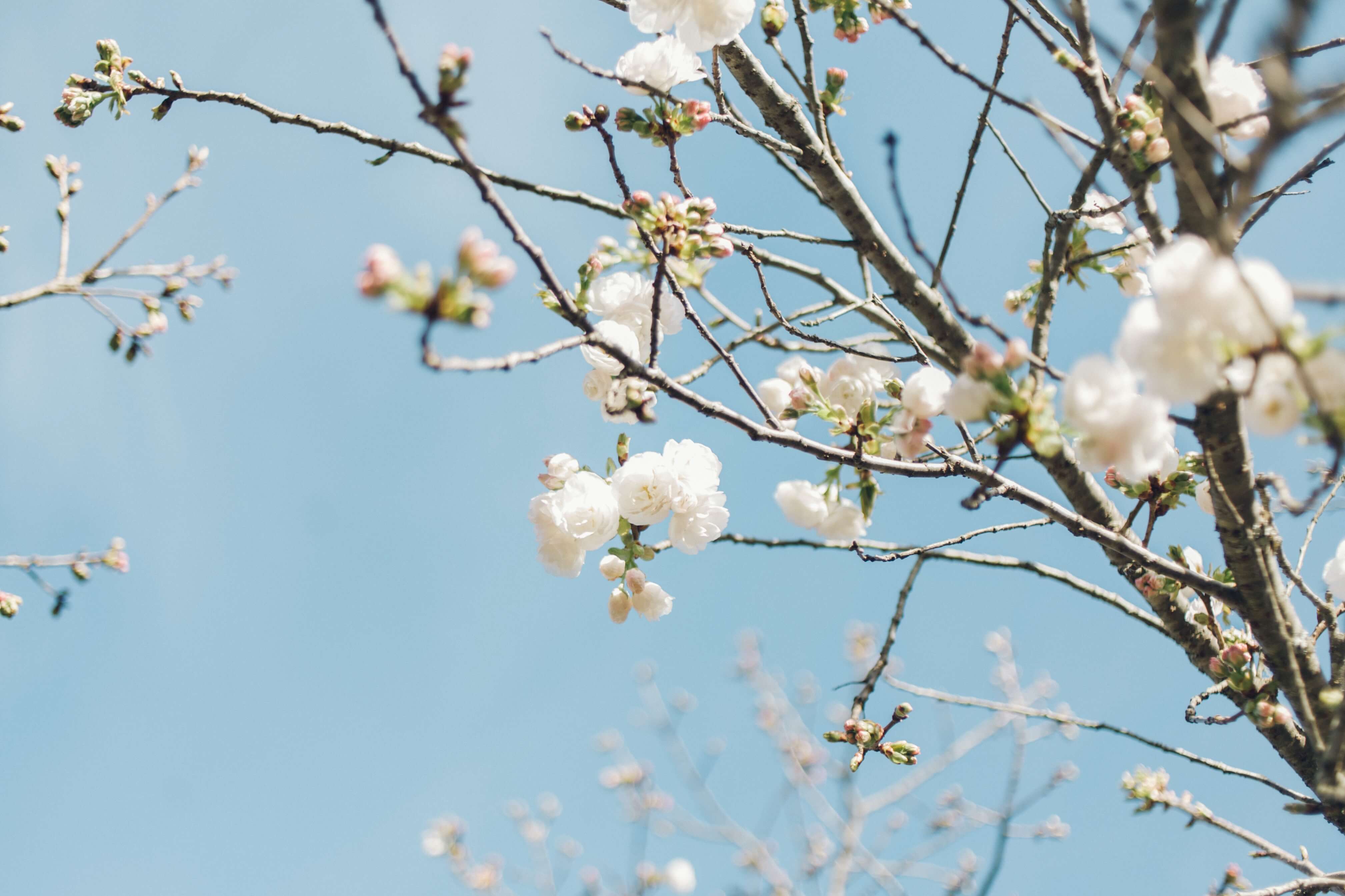 photo of branches from a blossoming tree with a clear blue background in the spring